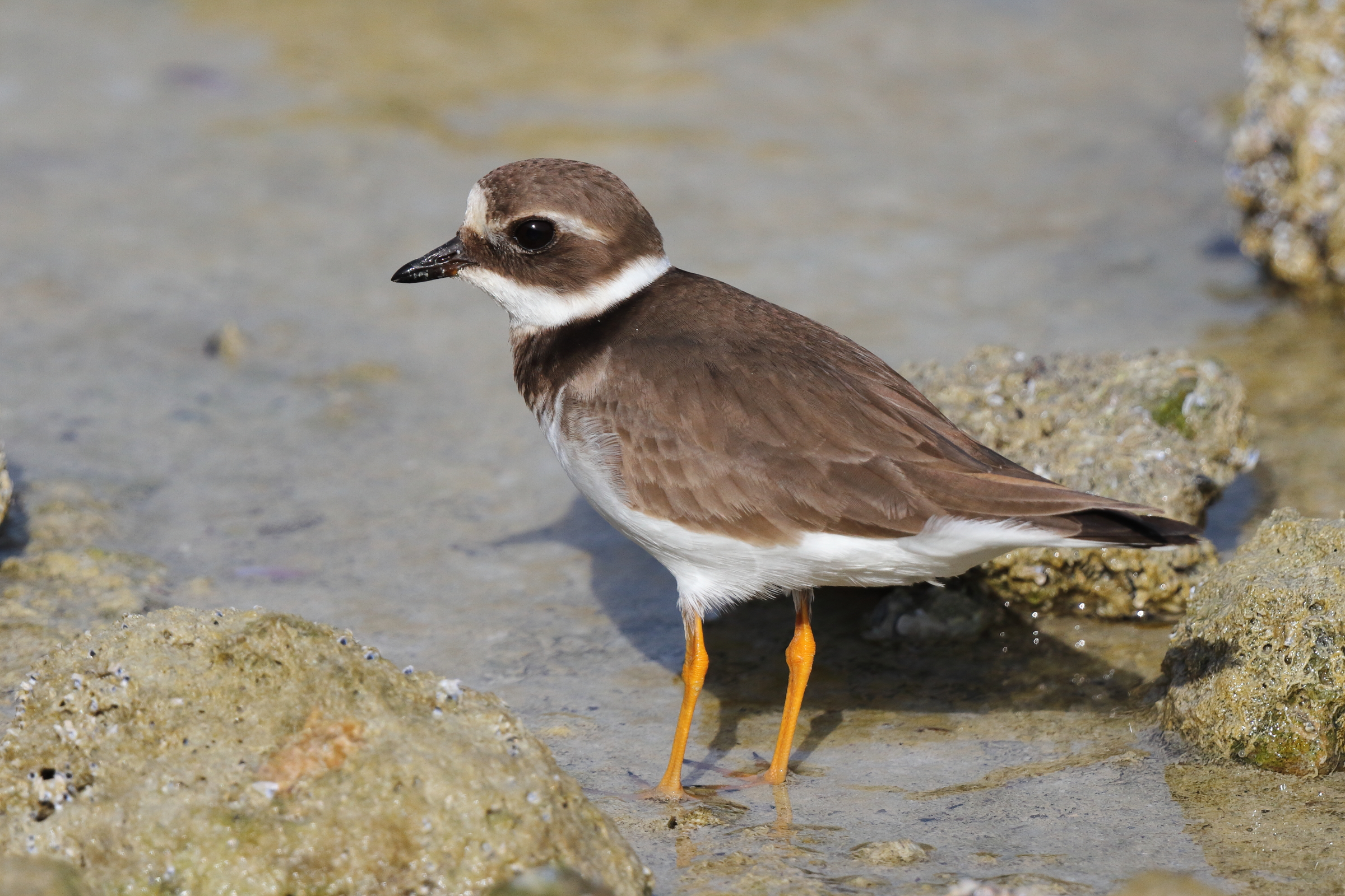 Common Ringed Plover. Qatar, 24 January 2013 © Neil G. Morris.