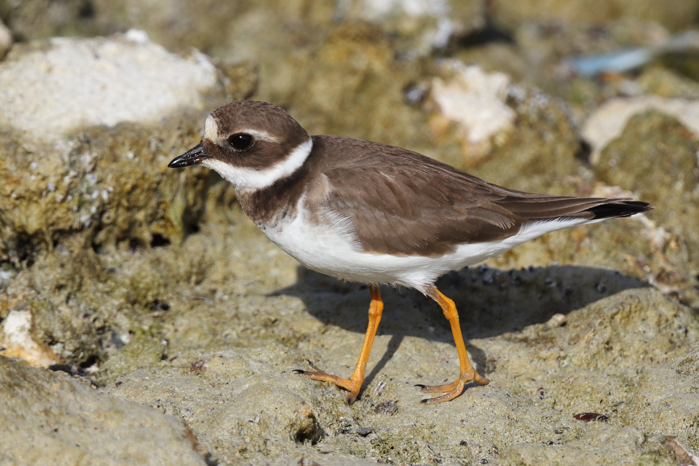 Common Ringed Plover. Qatar, 24 January 2013 © Neil G. Morris.