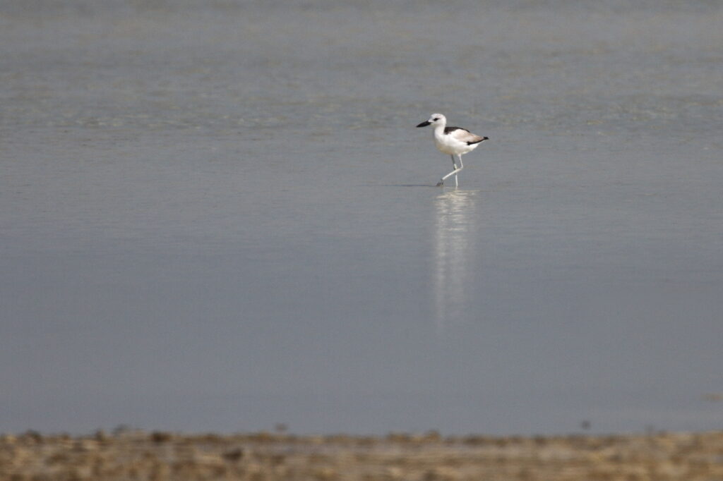 Crab-plover. Qatar 18 October 2012 © Neil G. Morris.