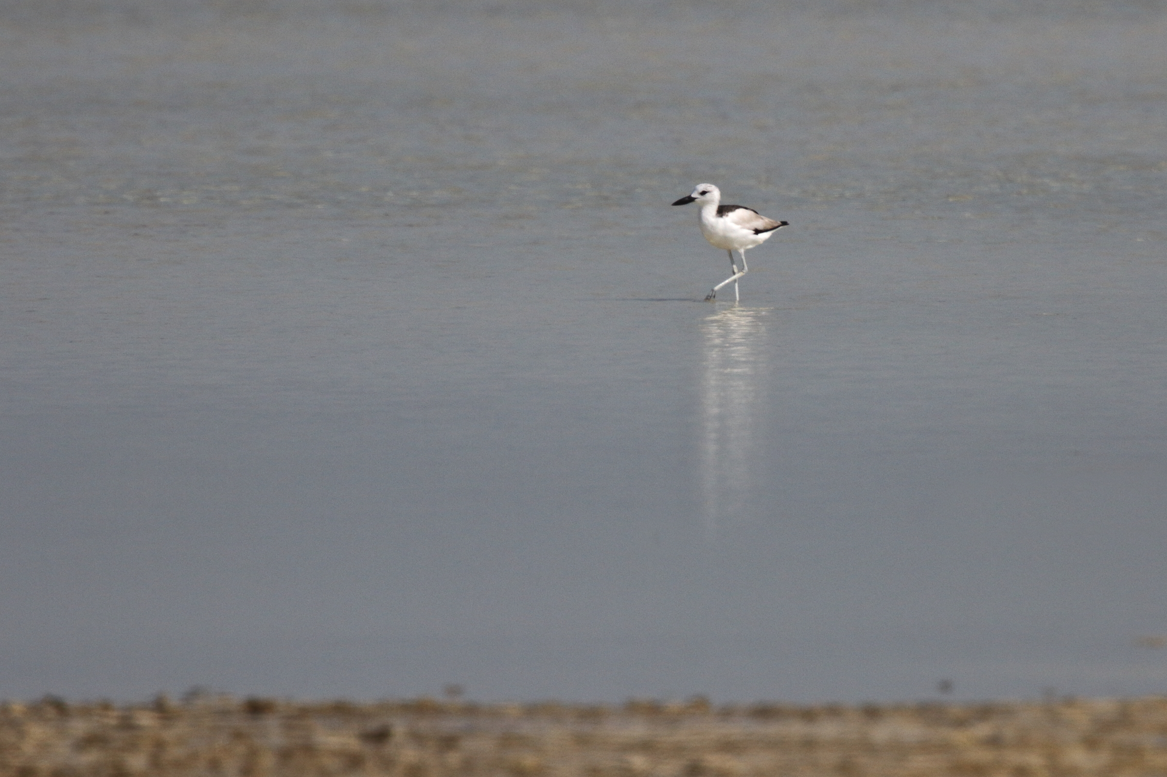 Crab-plover. Qatar, 18 October 2012 © Neil G. Morris.