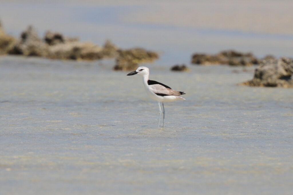 Crab-plover. Qatar 31 October 2012 © Neil G. Morris.