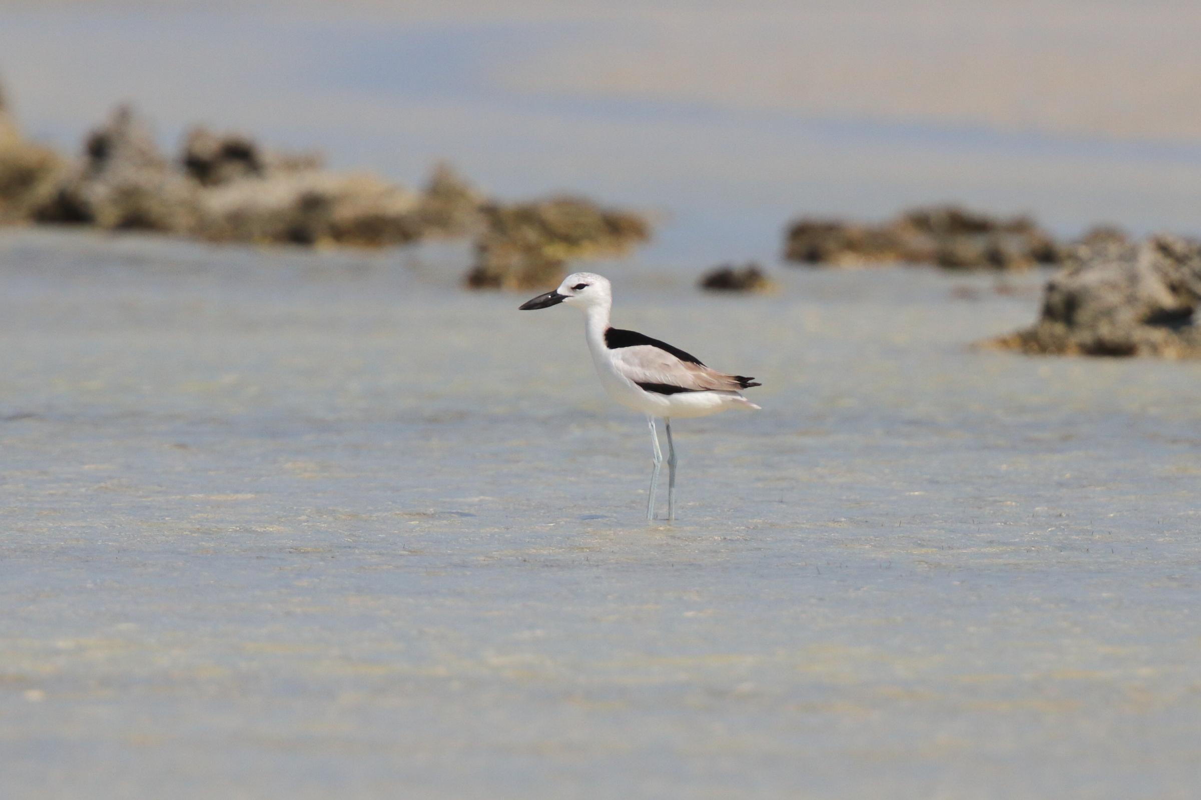 Crab-plover. Qatar, 31 October 2012 © Neil G. Morris.