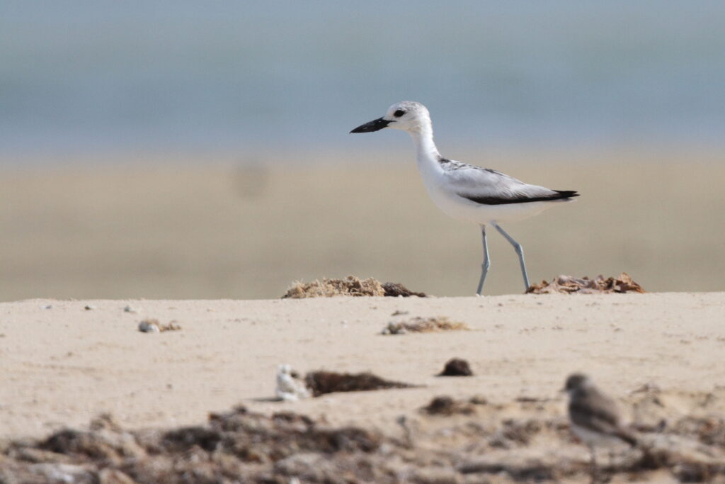 Crab-plover. Qatar 10 Apri 2013 © Neil G. Morris.