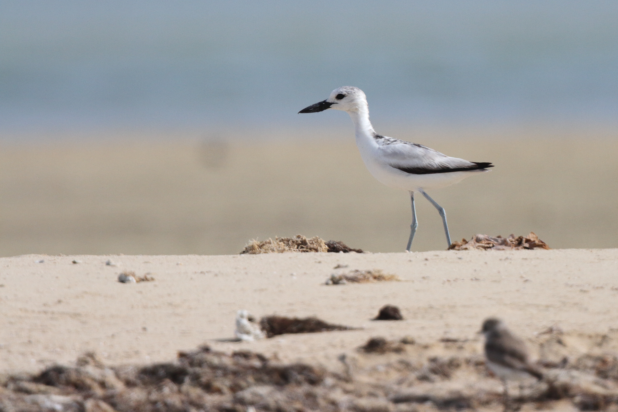 Crab-plover. Qatar, 10 April 2013 © Neil G. Morris.