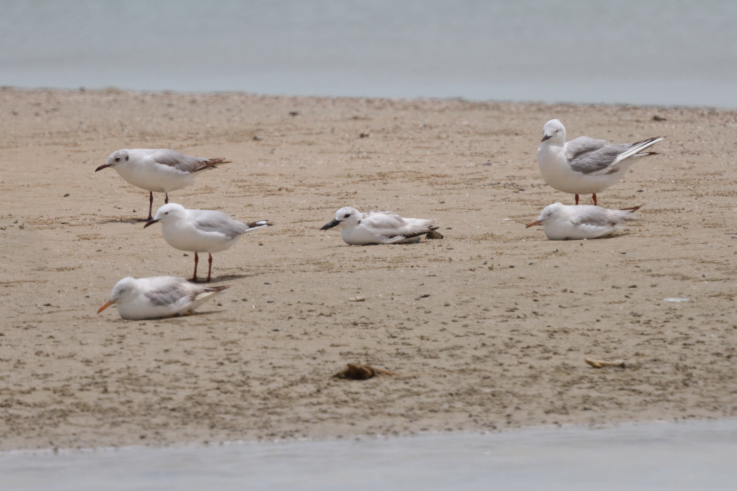 Crab-plover. Qatar, 22 April2013 © Neil G. Morris.