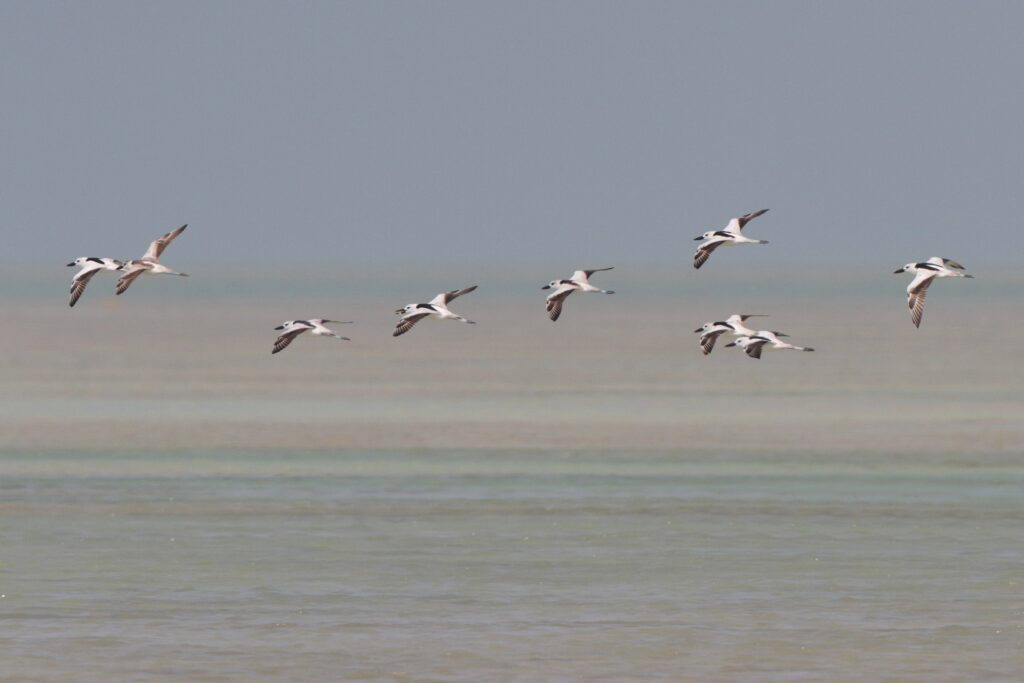 Crab-plover. Qatar, 03 November 2013 © Neil G. Morris.