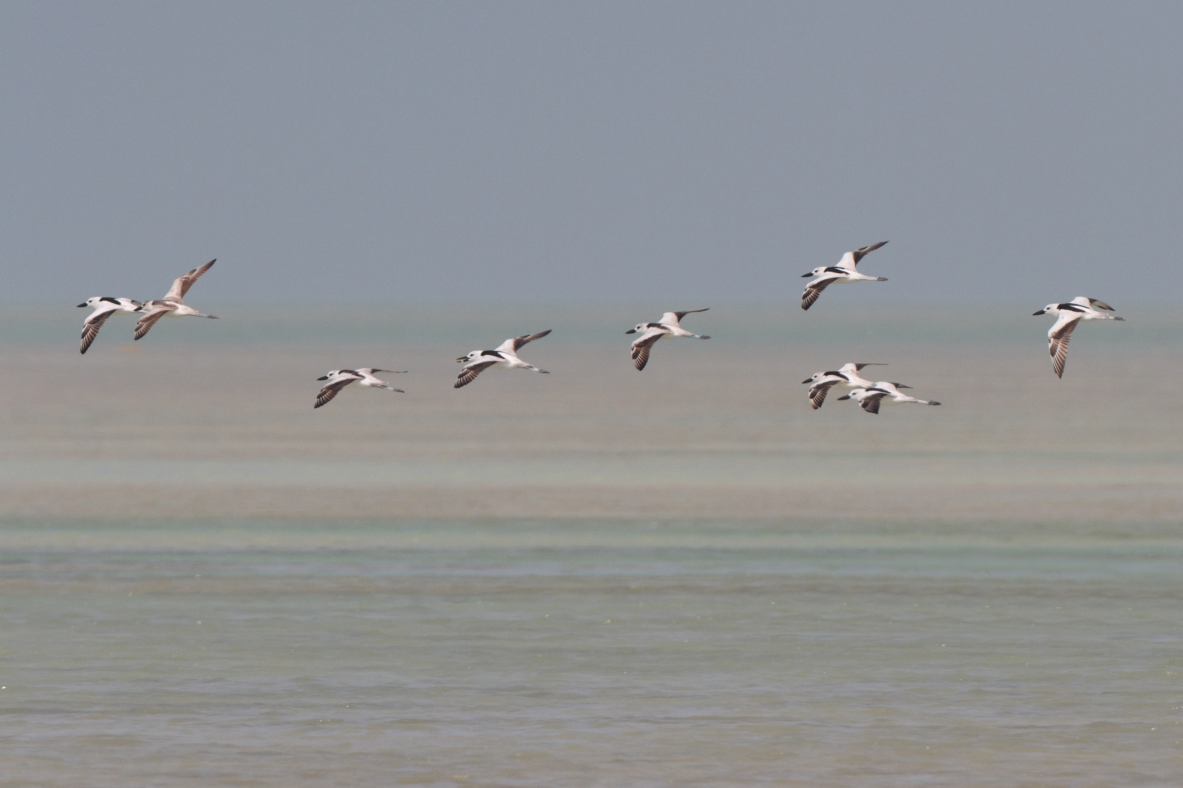 Crab-plover. Qatar, 03 November 2013 © Neil G. Morris.
