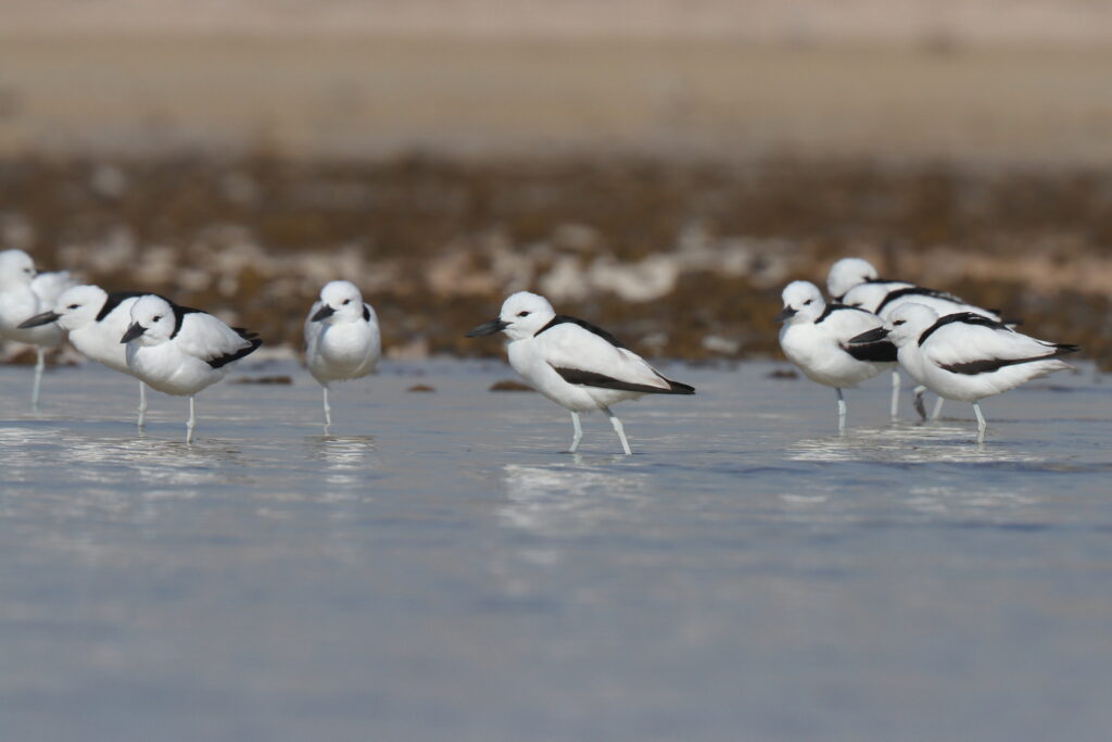 Crab-plover. Qatar, 23 January 2014 © Neil G. Morris.