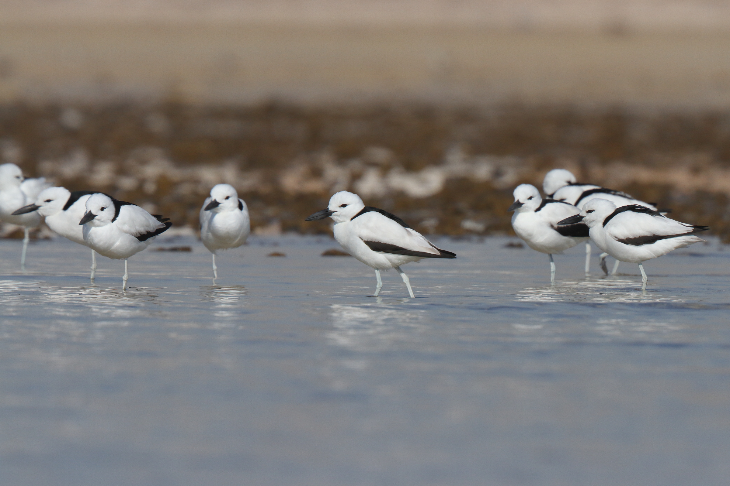 Crab-plover. Qatar, 23 January 2014 © Neil G. Morris.