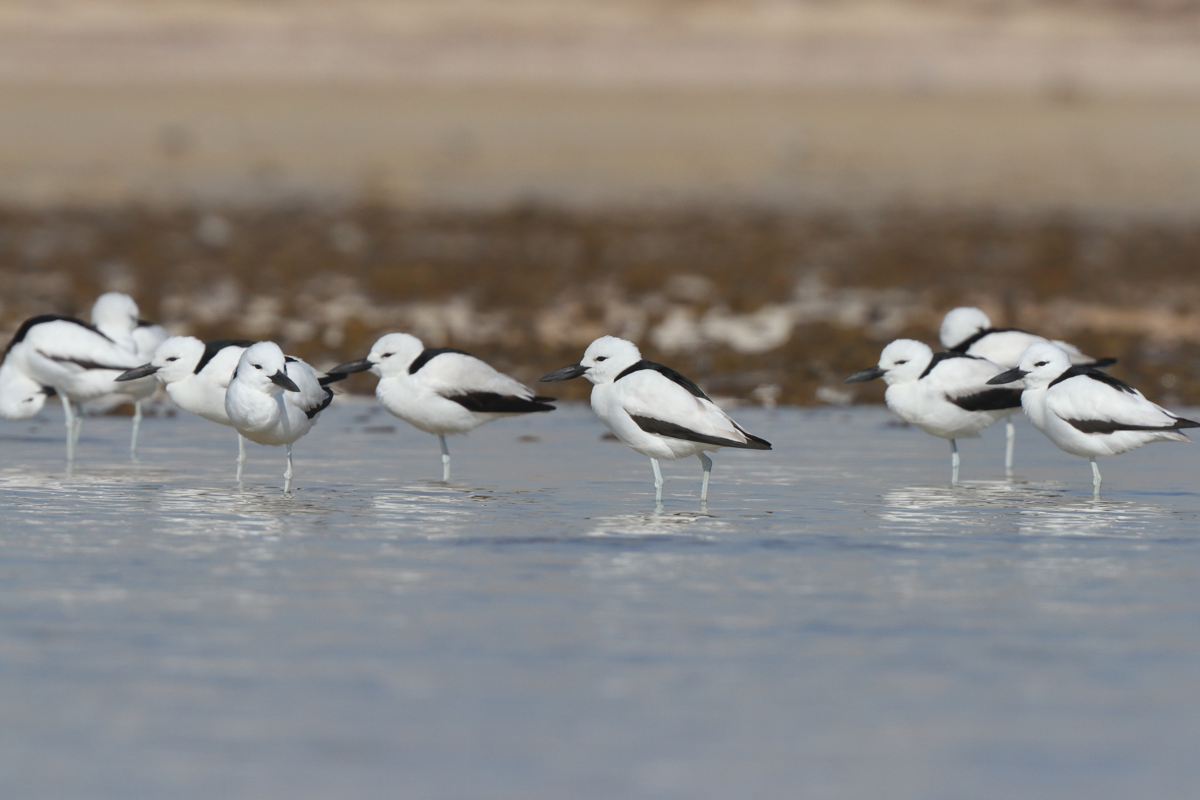 Crab-plover. Qatar, 23 January 2014 © Neil G. Morris.