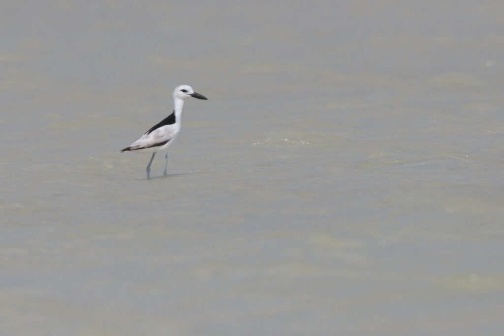 Crab-plover. Qatar, 28 April 2014 © Neil G. Morris.