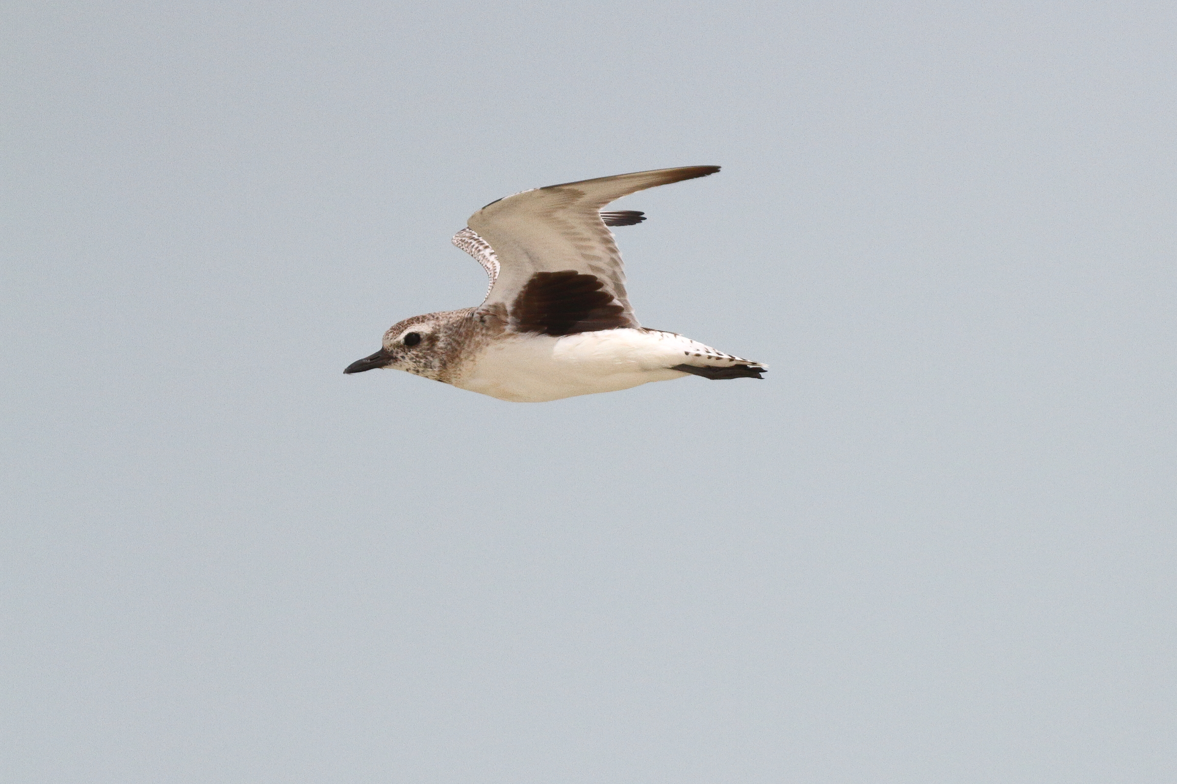 Grey Plover. Qatar, 11 March 2013 © Neil G. Morris.