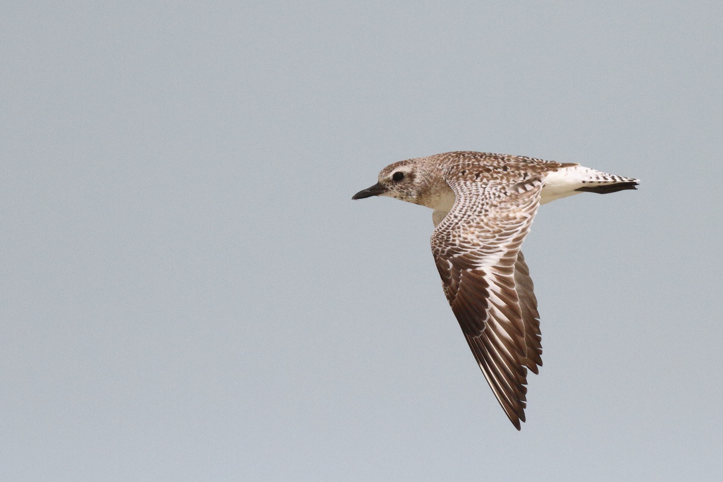 Grey Plover. Qatar, 11 March 2013 © Neil G. Morris.