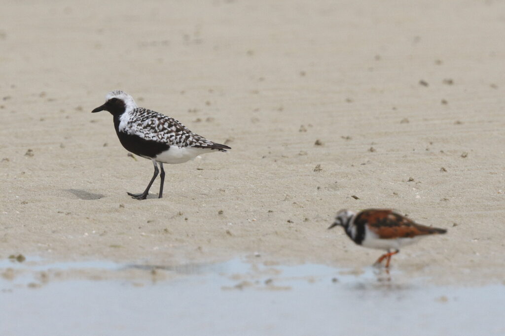 Grey Plover. Qatar, 30 April 2014 © Neil G. Morris.