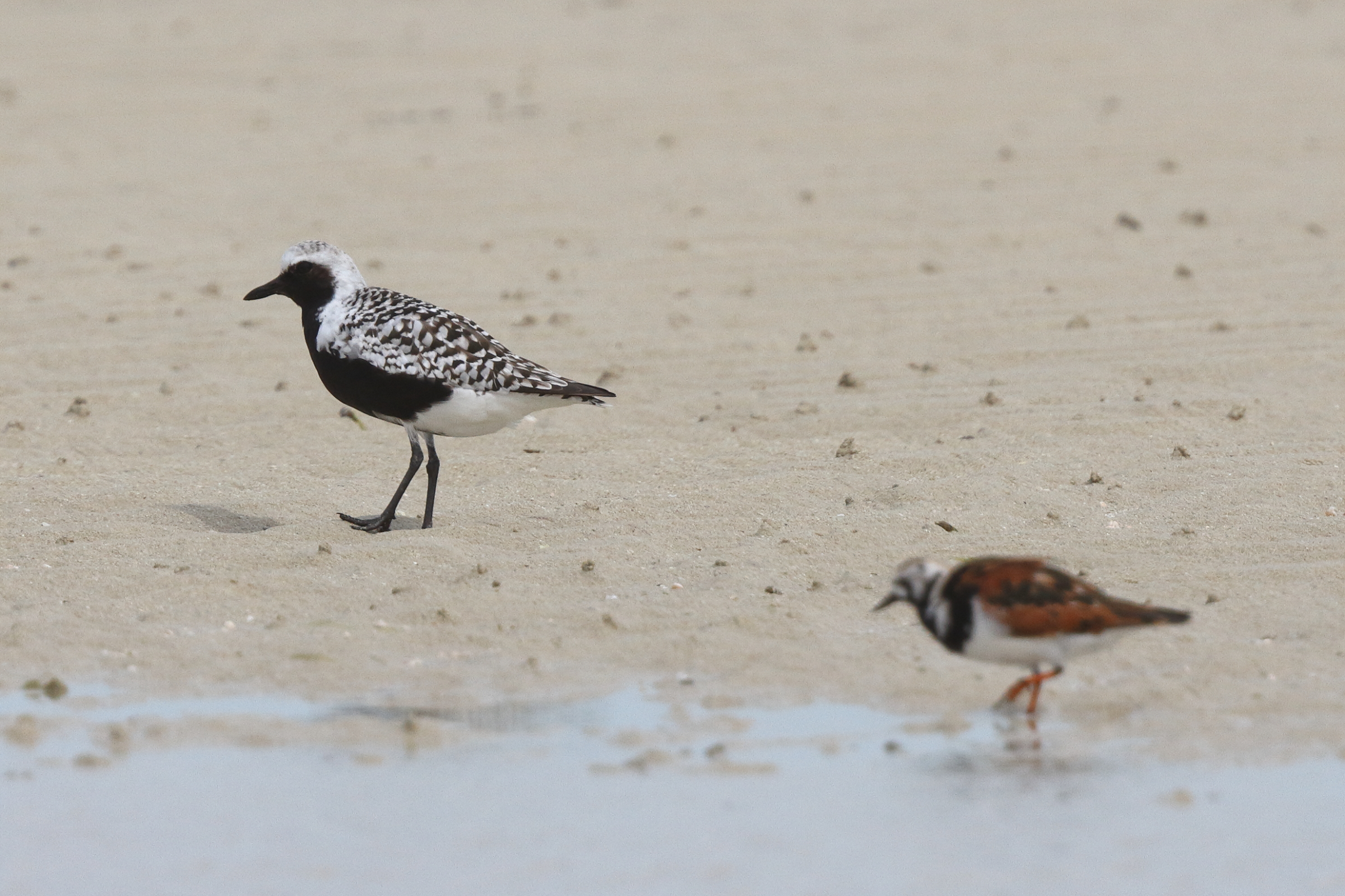 Grey Plover. Qatar, 30 April 2014 © Neil G. Morris.