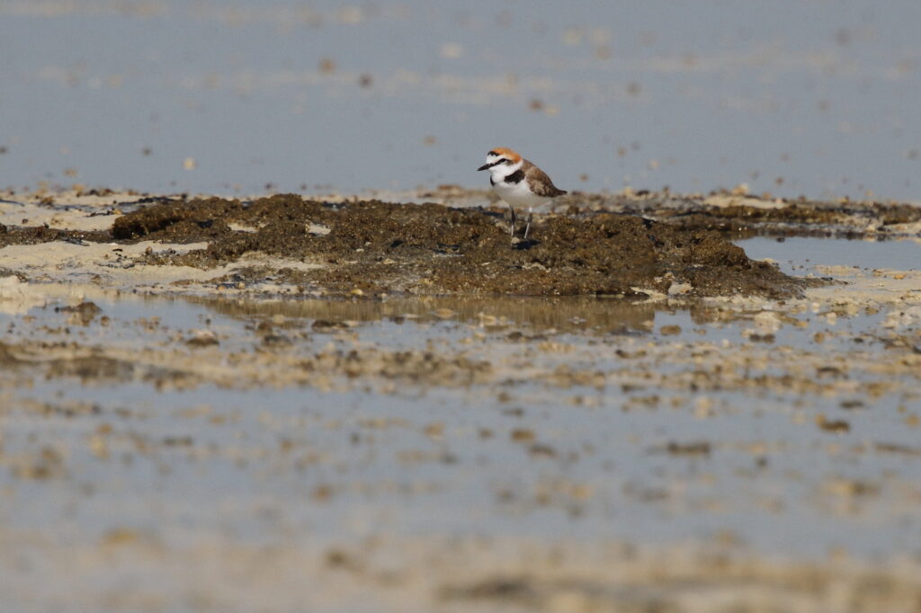 Kentish Plover. Qatar, 18 October 2012 © Neil G. Morris.