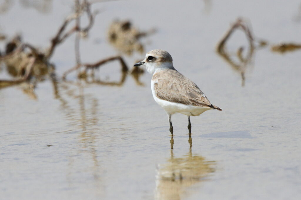 Kentish Plover. Qatar, 20 February 2013 © Neil G. Morris.