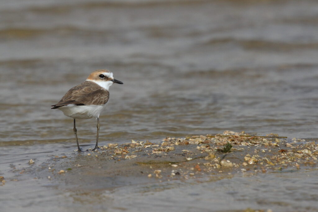 Kentish Plover. Qatar, 25 February 2013 © Neil G. Morris.