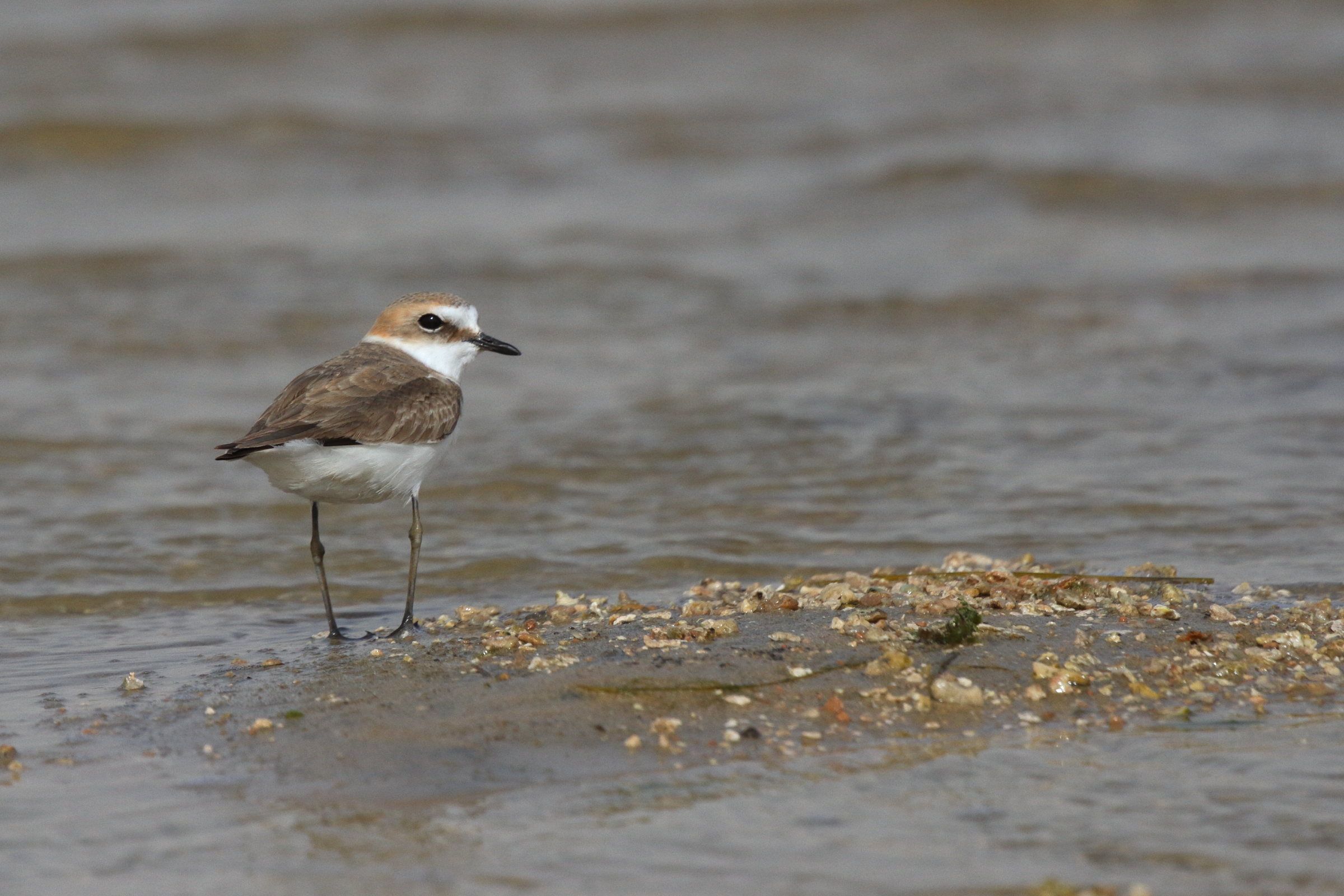 Kentish Plover. Qatar, 25 February 2013 © Neil G. Morris.