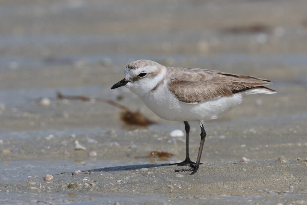 Kentish Plover. Qatar, 13 March 2013 © Neil G. Morris.