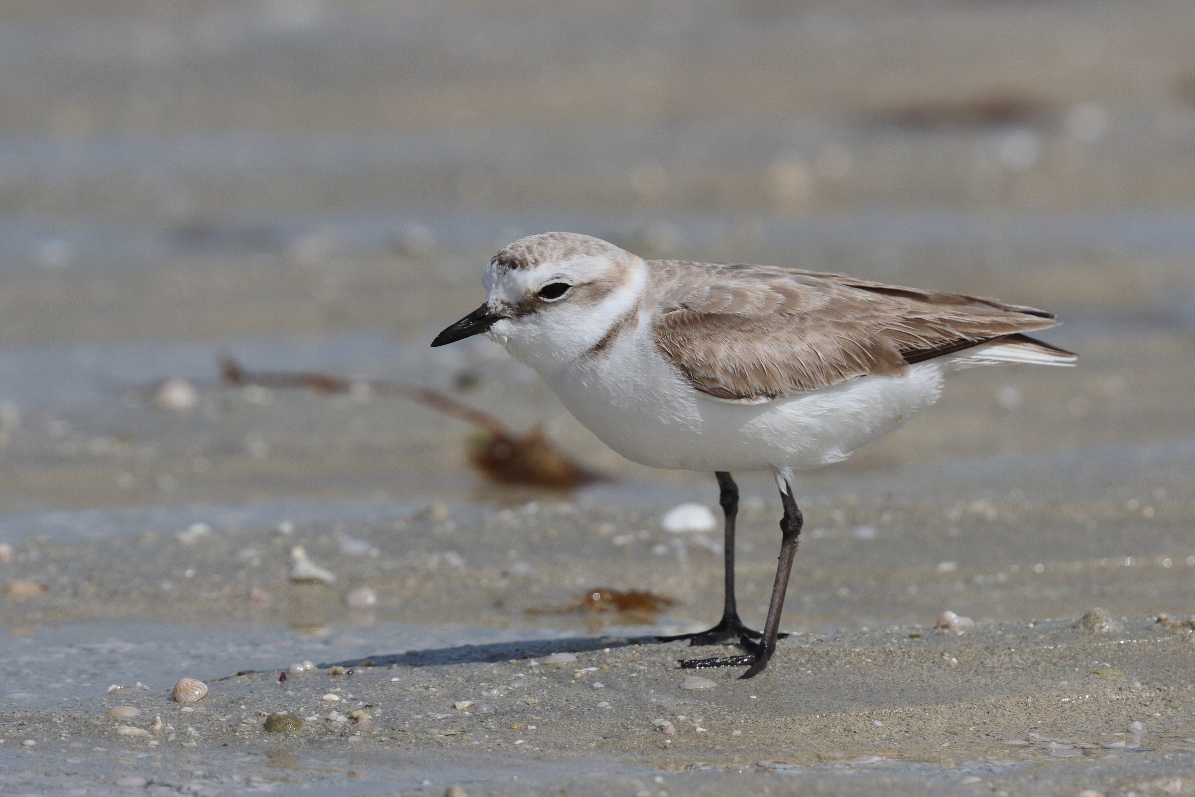 Kentish Plover. Qatar, 13 March 2013 © Neil G. Morris.