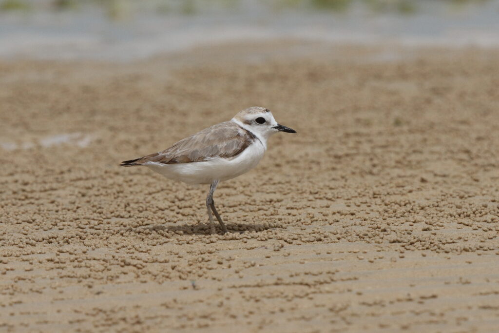 Kentish Plover. Qatar, 02 June 2013 © Neil G. Morris.