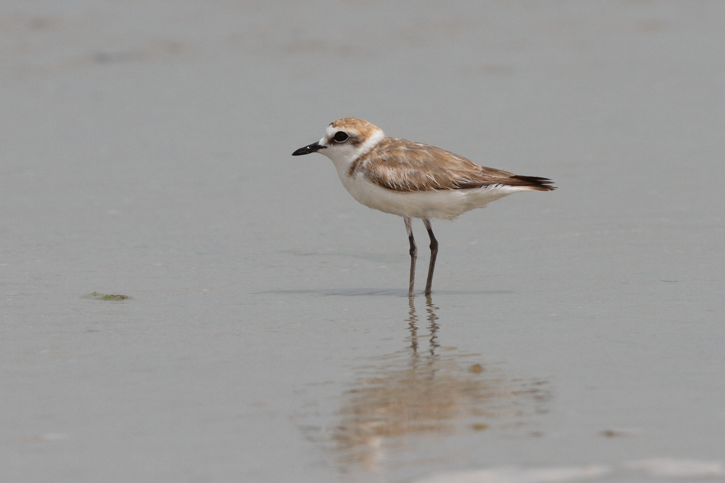 Kentish Plover. Qatar, 02 June 2013 © Neil G. Morris.