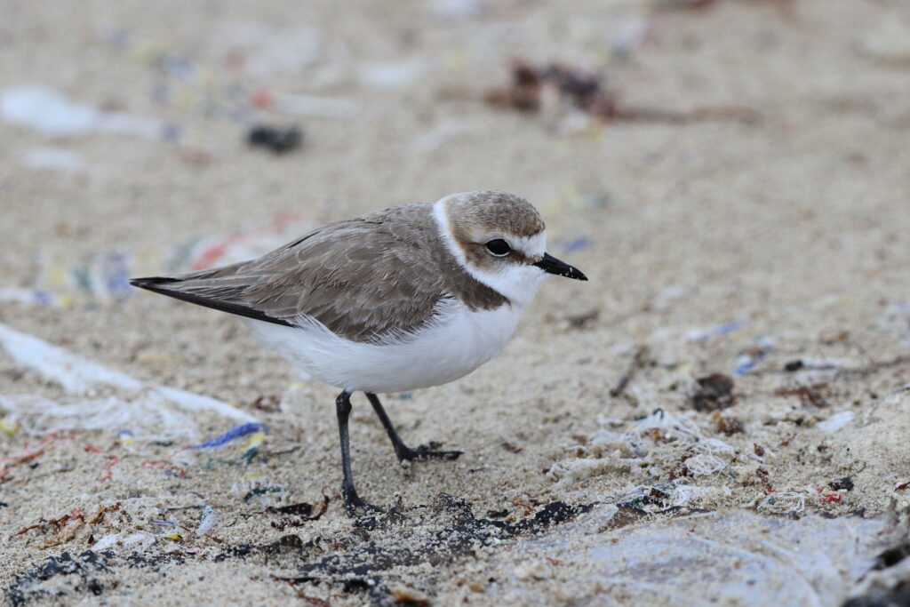 Kentish Plover. Qatar, 11 January 2014 © Neil G. Morris.