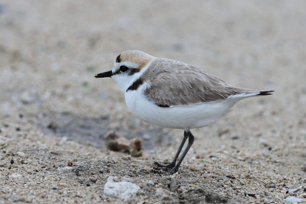 Kentish Plover. Qatar, 11 January 2014 © Neil G. Morris.