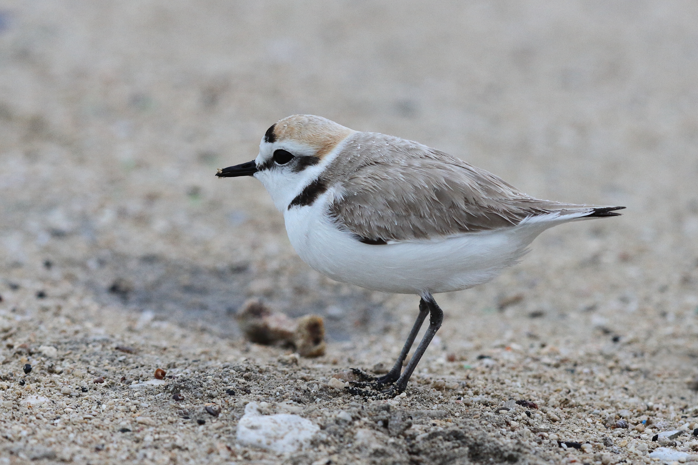 Kentish Plover. Qatar, 11 January 2014 © Neil G. Morris.