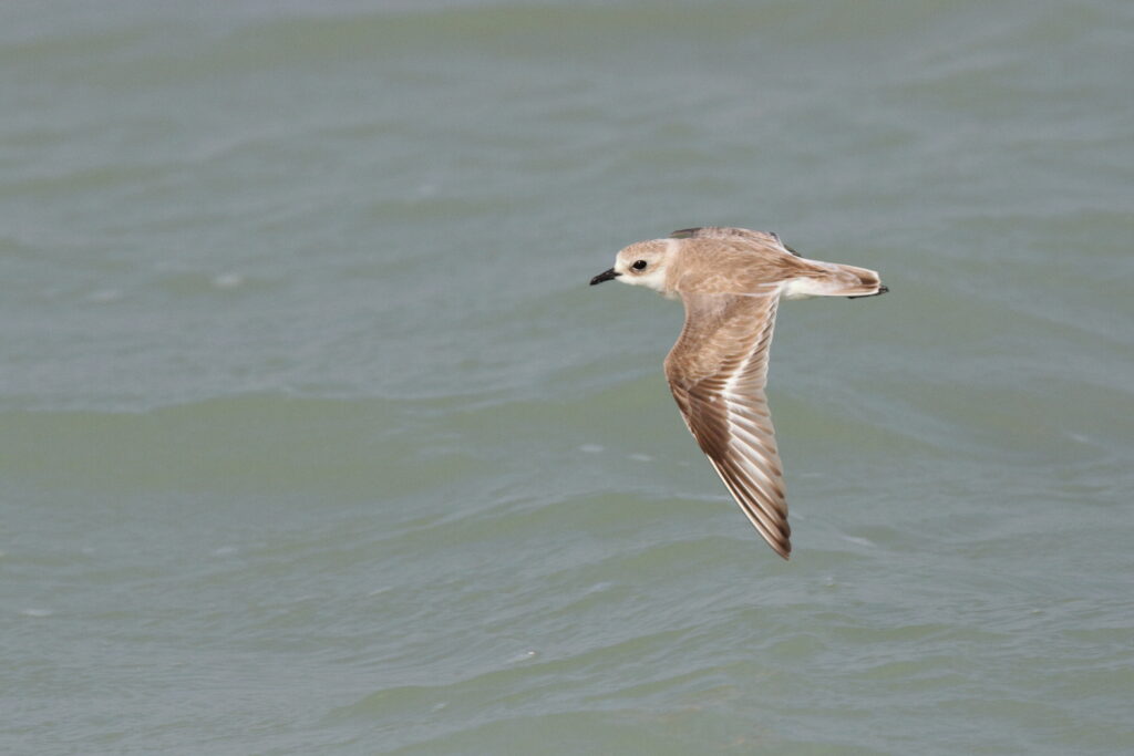Kentish Plover. Qatar, 19 February 2014 © Neil G. Morris.