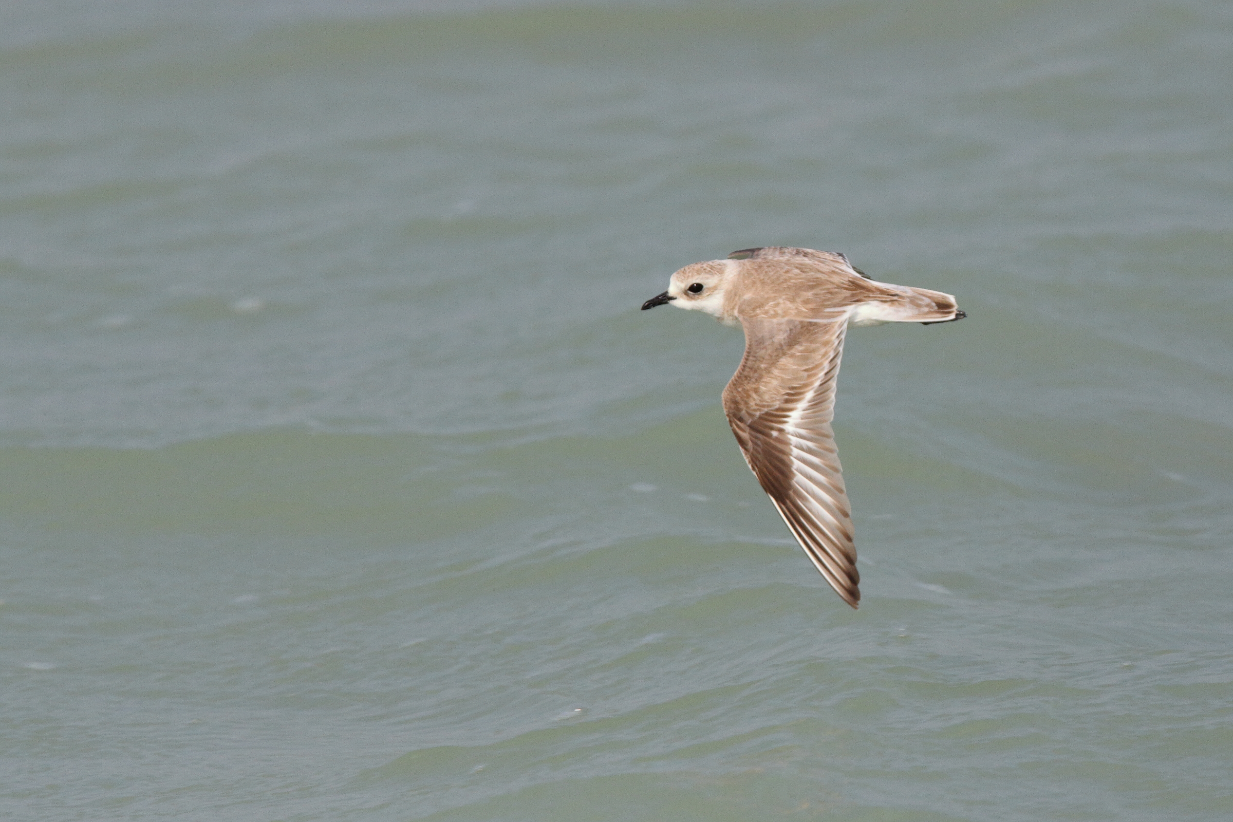 Kentish Plover. Qatar, 19 February 2014 © Neil G. Morris.