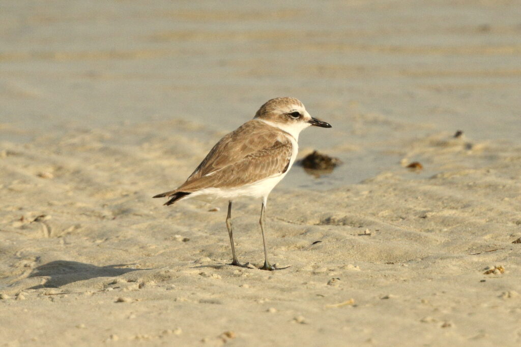 Kentish Plover. Qatar, 25 June 2014 © Neil G. Morris.