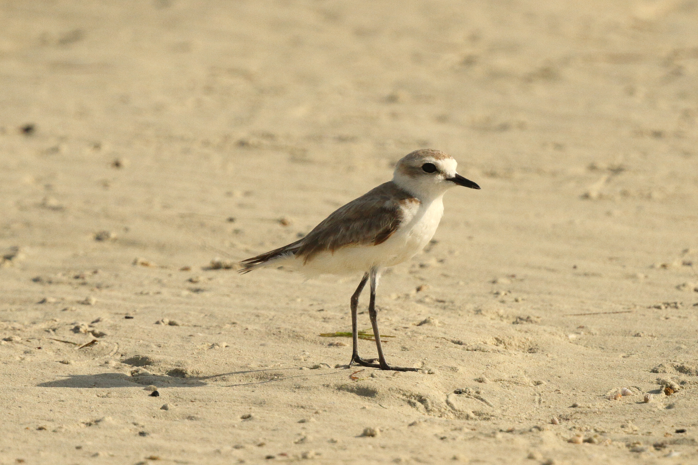 Kentish Plover. Qatar, 25 June 2014 © Neil G. Morris.