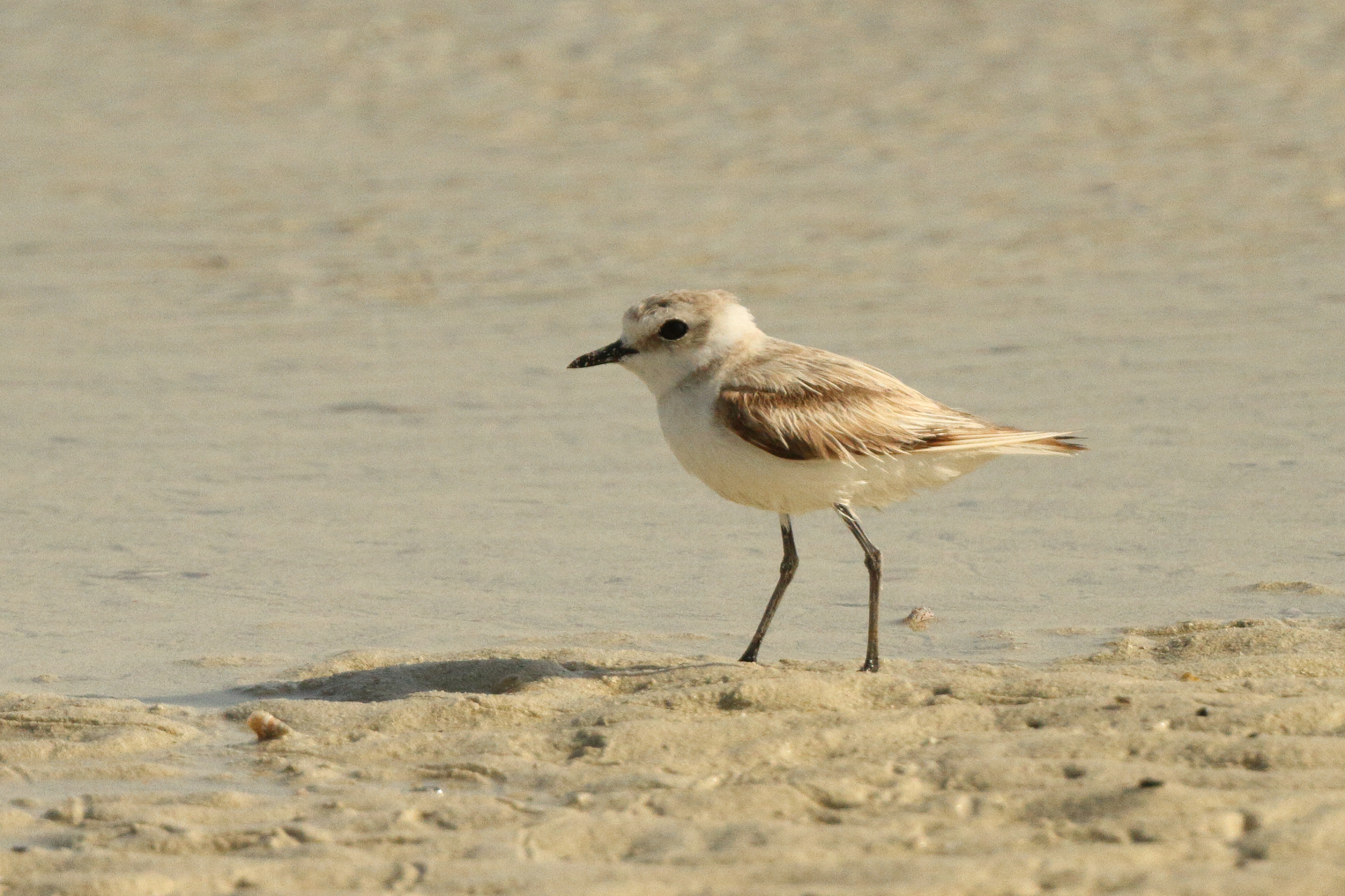 Kentish Plover. Qatar, 25 June 2014 © Neil G. Morris.