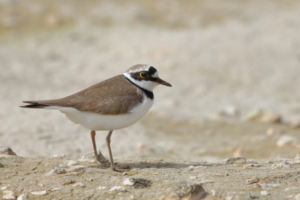 Little Ringed Plover. Qatar, 23 February 2013 © Neil G. Morris.
