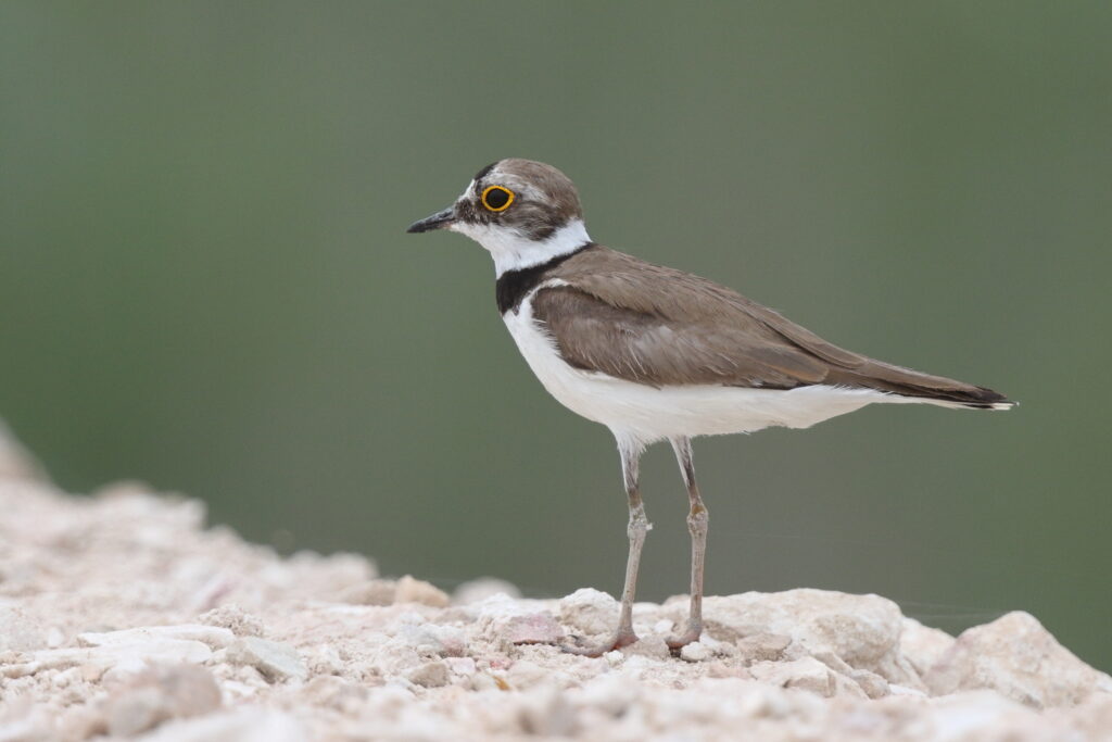 Little Ringed Plover. Qatar, 29 April 2013 © Neil G. Morris.