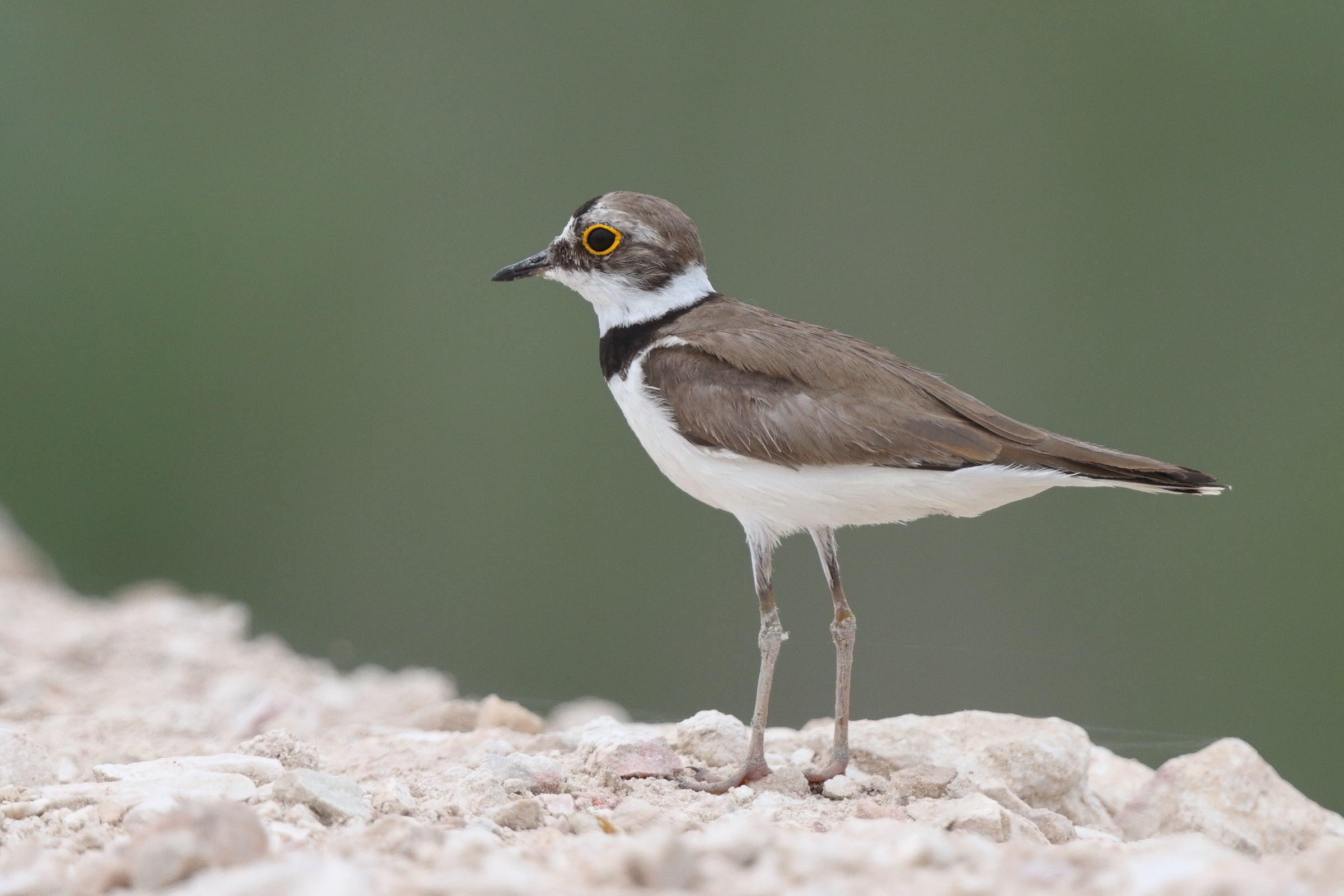 Little Ringed Plover. Qatar, 29 April 2013 © Neil G. Morris.