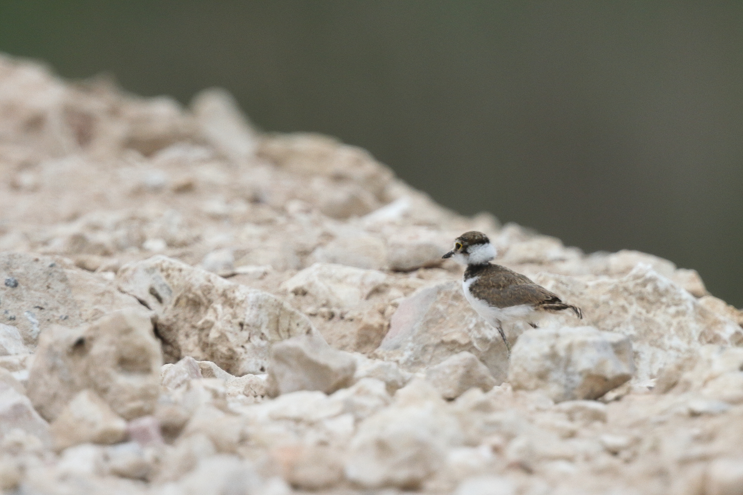 Little Ringed Plover. Qatar, 29 April 2013 © Neil G. Morris.