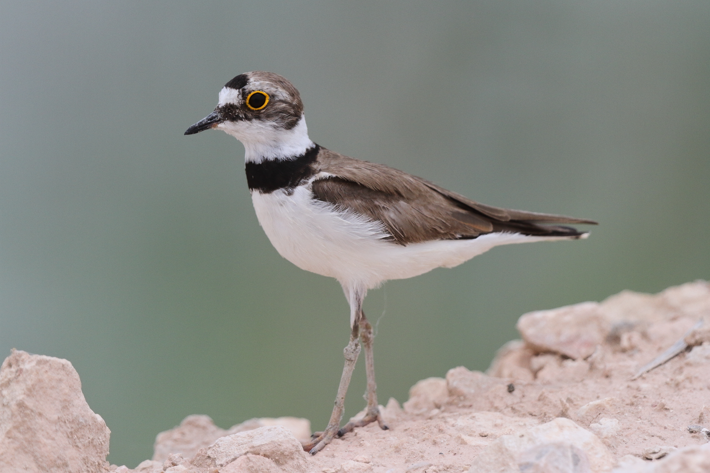 Little Ringed Plover. Qatar, 29 April 2013 © Neil G. Morris.