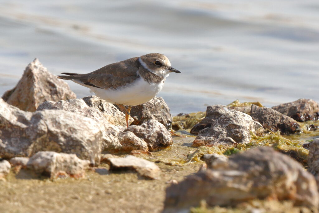 Little Ringed Plover. Qatar, 18 June 2014 © Neil G. Morris.