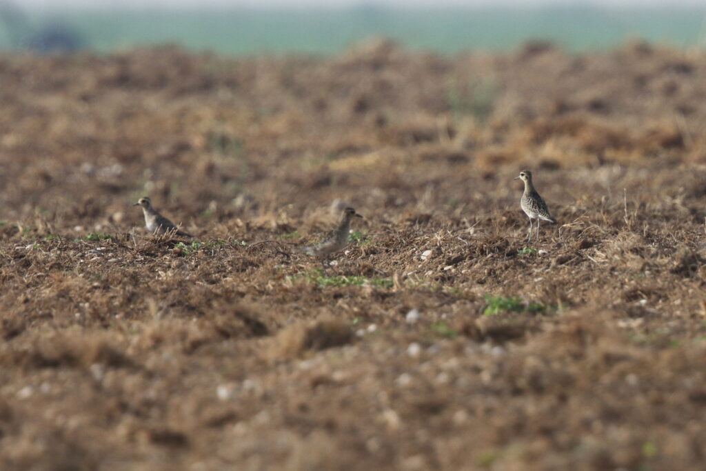 Pacific Golden Plover. Qatar, 21 October 2012 © Neil G. Morris.