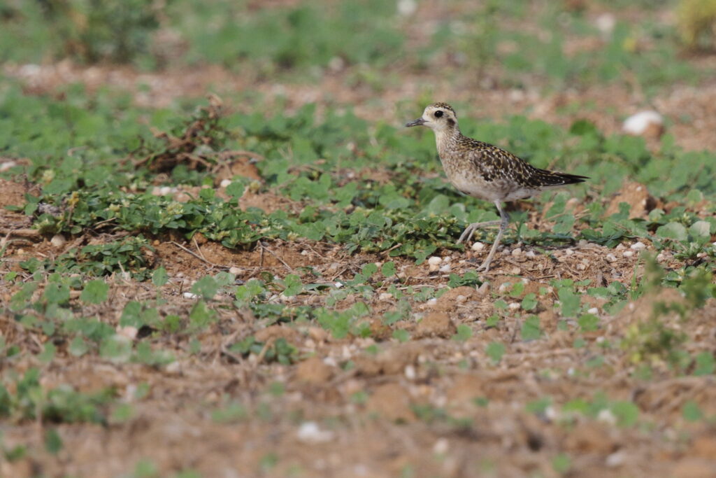 Pacific Golden Plover. Qatar, 11 November 2012 © Neil G. Morris.