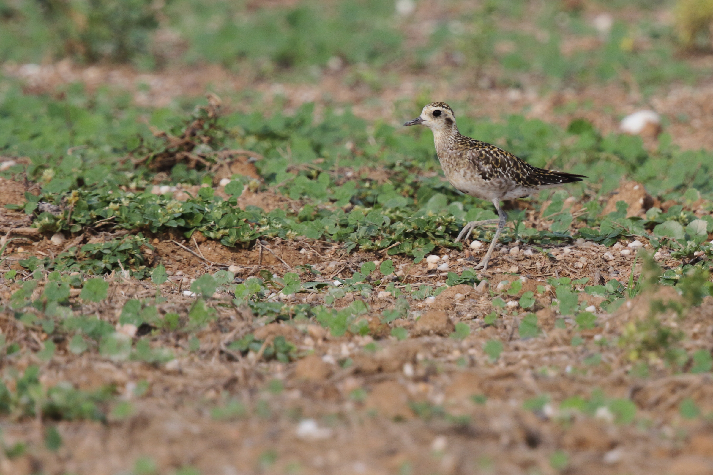 Pacific Golden Plover. Qatar, 11 November 2012 © Neil G. Morris.