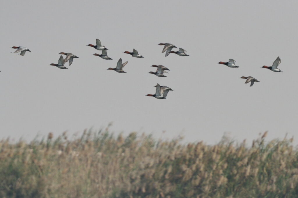 Common Pochard. Qatar, 20 January 2014 © Neil G. Morris.