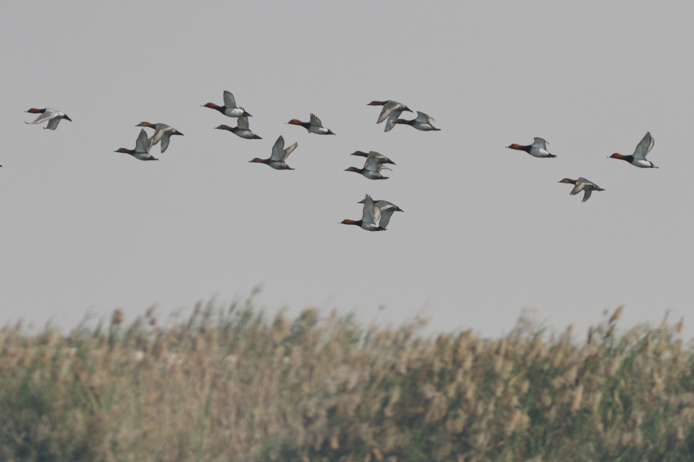 Common Pochard. Qatar, 20 January 2014 © Neil G. Morris.