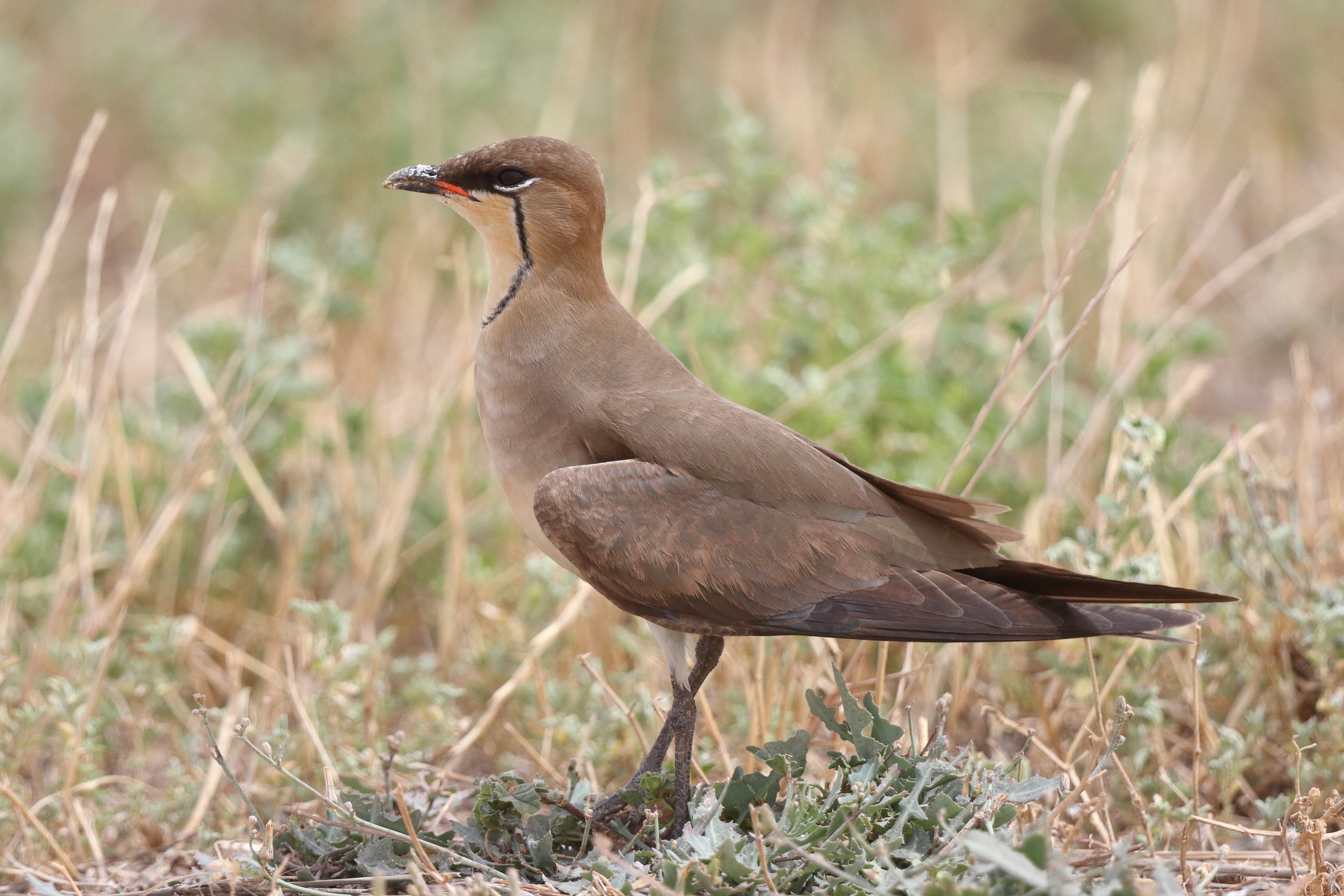 Black-winged Pratincole. Qatar, 24 April 2013 © Neil G. Morris.