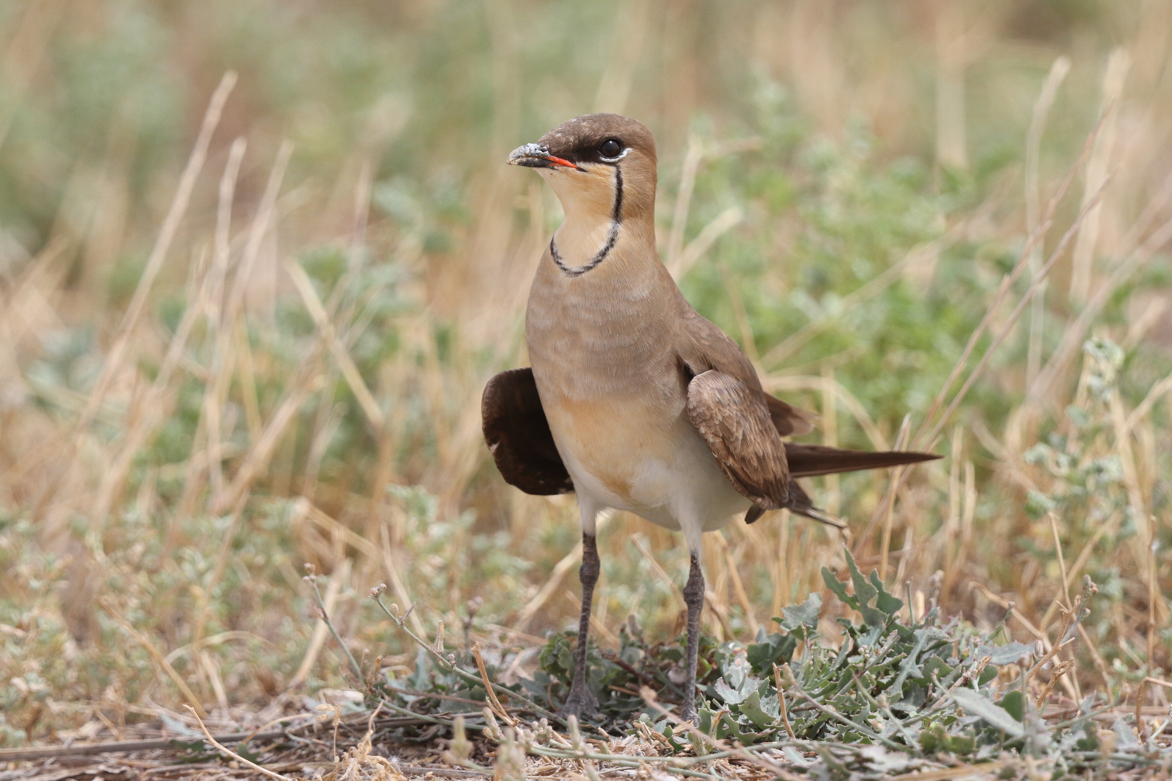 Black-winged Pratincole. Qatar, 24 April 2013 © Neil G. Morris.