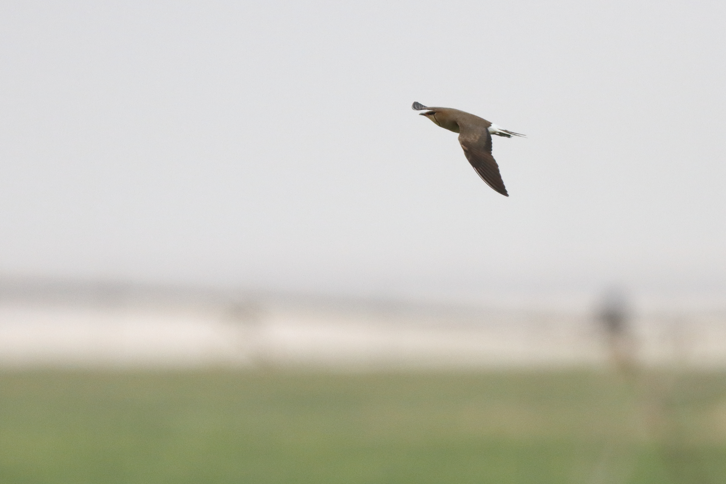 Black-winged Pratincole. Qatar, 24 April 2013 © Neil G. Morris.