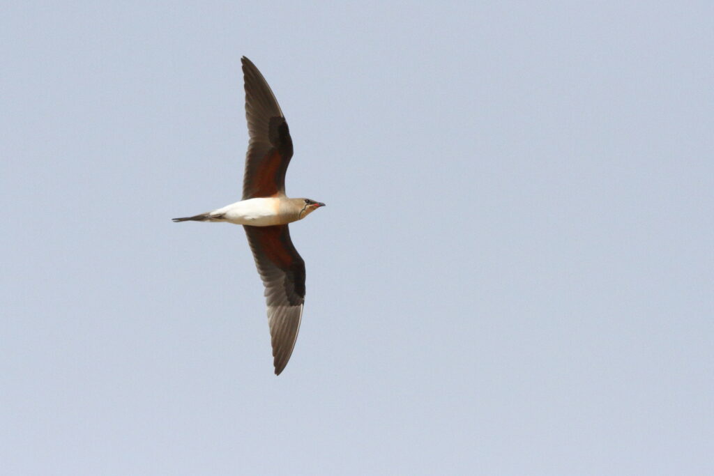 Collared Pratincole. Qatar, 19 March 2014 © Neil G. Morris.